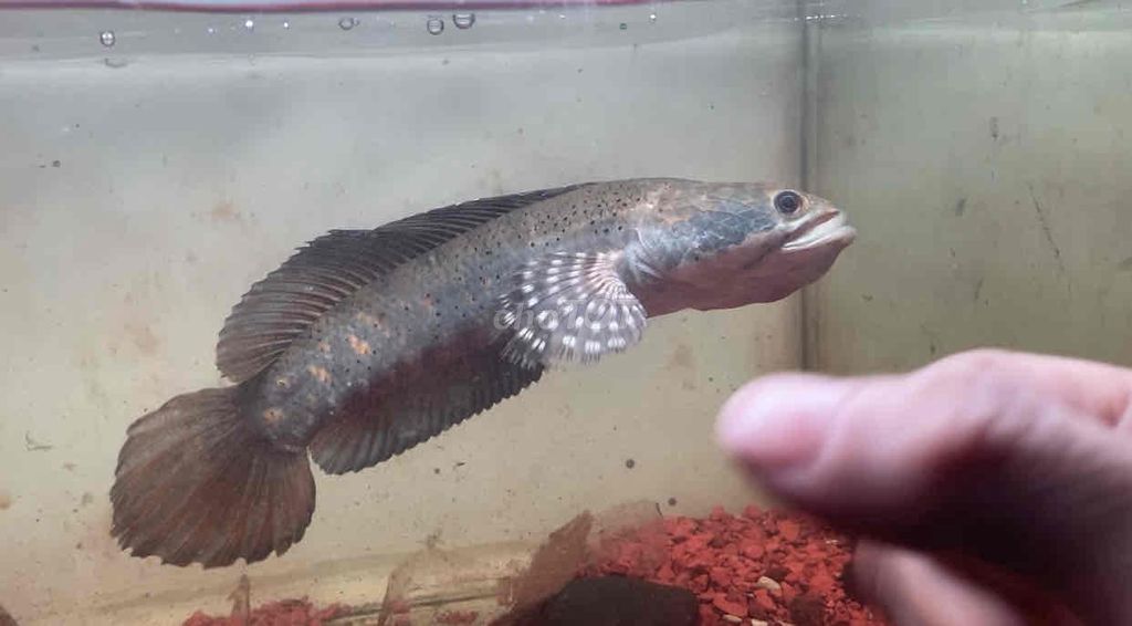 Cá Lóc Pháo hoa Đốm vàng 28-30cm max size. Mua bán Thú cưng khác tại Quận Bình Tân Tp Hồ Chí Minh được đăng bởi Mê Cá hình 1