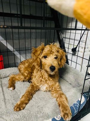 Tìm chủ cho bé Poodle. Mua bán Chó tại Thành phố Dĩ An Bình Dương được đăng bởi hoàng ánh