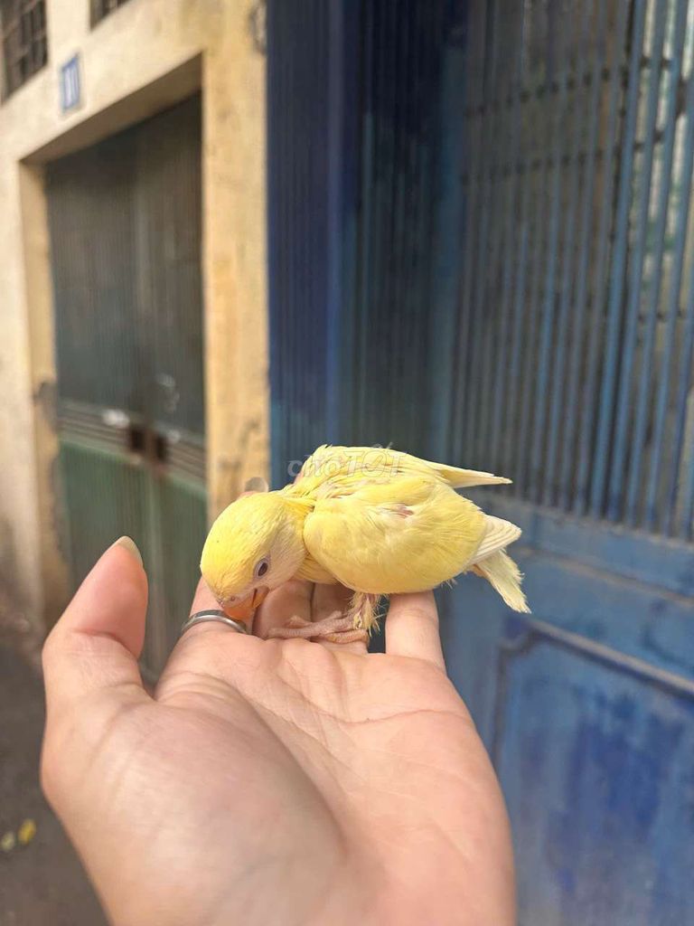 Vẹt Vàng thông minh. Mua bán Chim tại Quận Cầu Giấy Hà Nội được đăng bởi Shop chim vẹt  hình 1