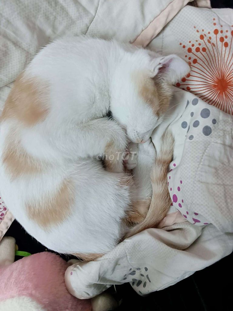 Mèo Tai cụp nhỏ 1-2 tháng. Mua bán Mèo tại Quận 6 Tp Hồ Chí Minh được đăng bởi  Cẩm Hân hình 1