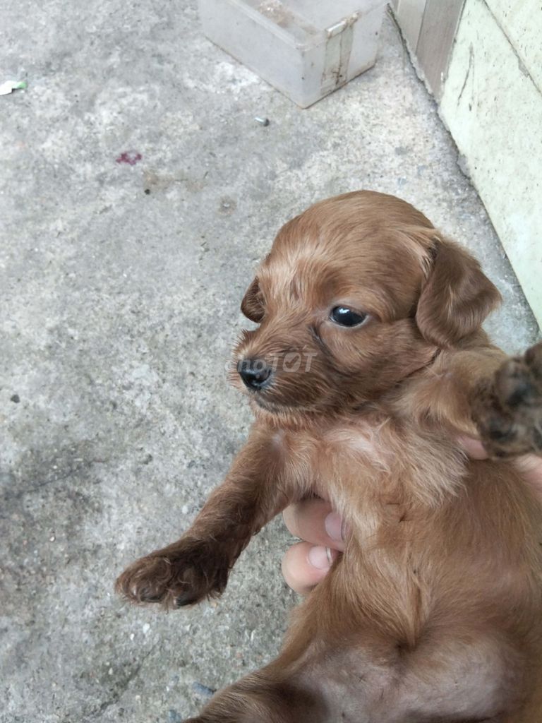 Chó Poodle con lông xoăn. Mua bán Chó tại Thành phố Cẩm Phả Quảng Ninh được đăng bởi Ninh Đỗ hình 1