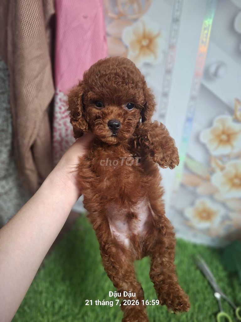 Chó Poodle Tiny Nâu 2 tháng tuổi. Mua bán Chó tại Huyện Châu Thành Bến Tre được đăng bởi Đậu Đậu hình 1