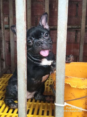 Chó Pug/Bull Pháp Trắng đen