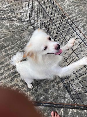 phốc sóc cái trưởng thành. Mua bán Chó tại Huyện Thanh Oai Hà Nội được đăng bởi Nguyễn Tuấn Em