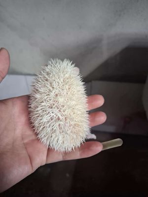 Nhím kiểng siêu dễ thương quận 12❤❤❤. Mua bán Thú cưng khác tại Quận 12 Tp Hồ Chí Minh được đăng bởi Phạm Phi Long