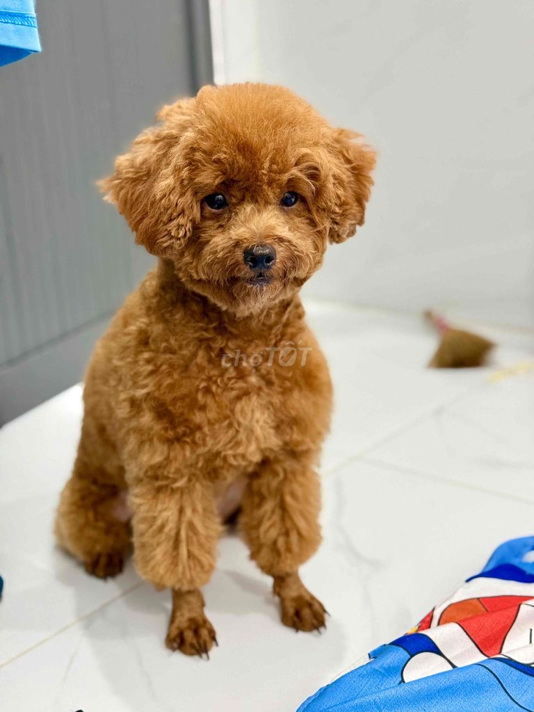 Chó Poodle 6 tháng màu Nâu. Mua bán Chó tại Huyện Cần Giuộc Long An được đăng bởi Trần Thị Mỹ Huyền hình 1