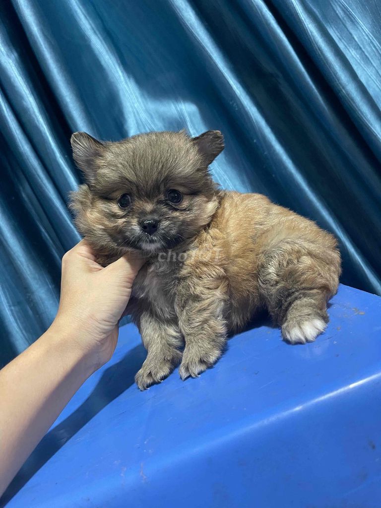 Chó Pom Phốc Sóc Nâu 2 tháng. Mua bán Chó tại Quận Bắc Từ Liêm Hà Nội được đăng bởi dung hình 1