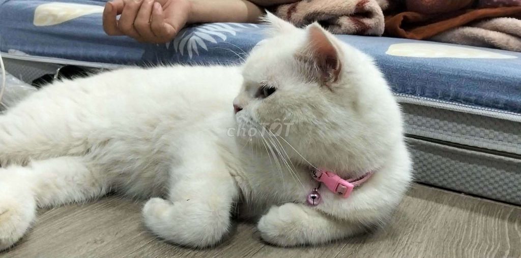 Mèo ALN đực trắng mắt xanh đã triệt sản. Mua bán Mèo tại Quận Cẩm Lệ Đà Nẵng được đăng bởi Ly Na hình 1