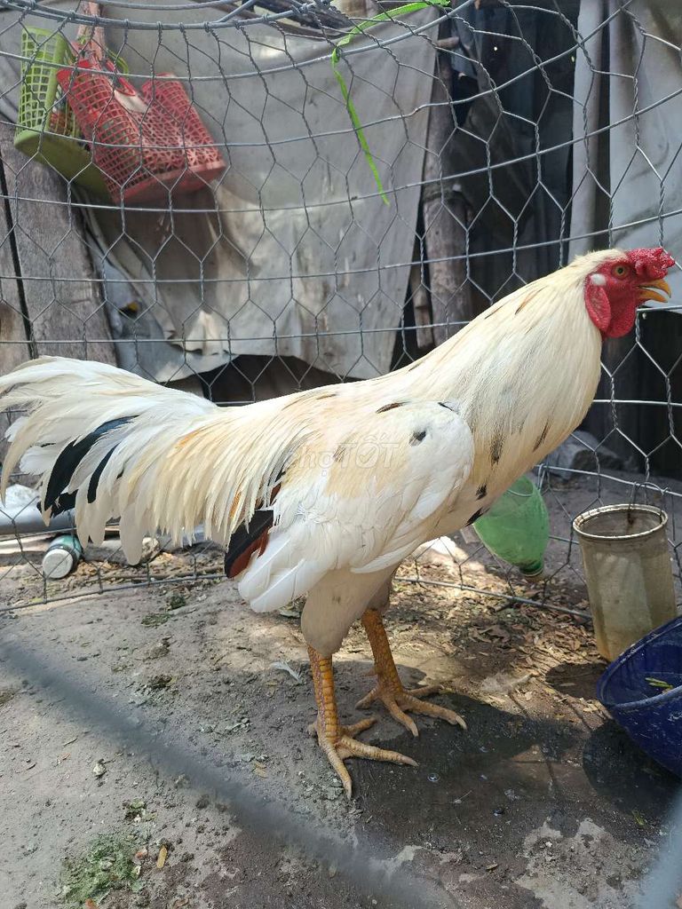 Gà chọi Trắng 2.9kg Khỏe mạnh. Mua bán Gà tại Thị xã Phú Mỹ Bà Rịa - Vũng Tàu được đăng bởi BảoNguyễn hình 1