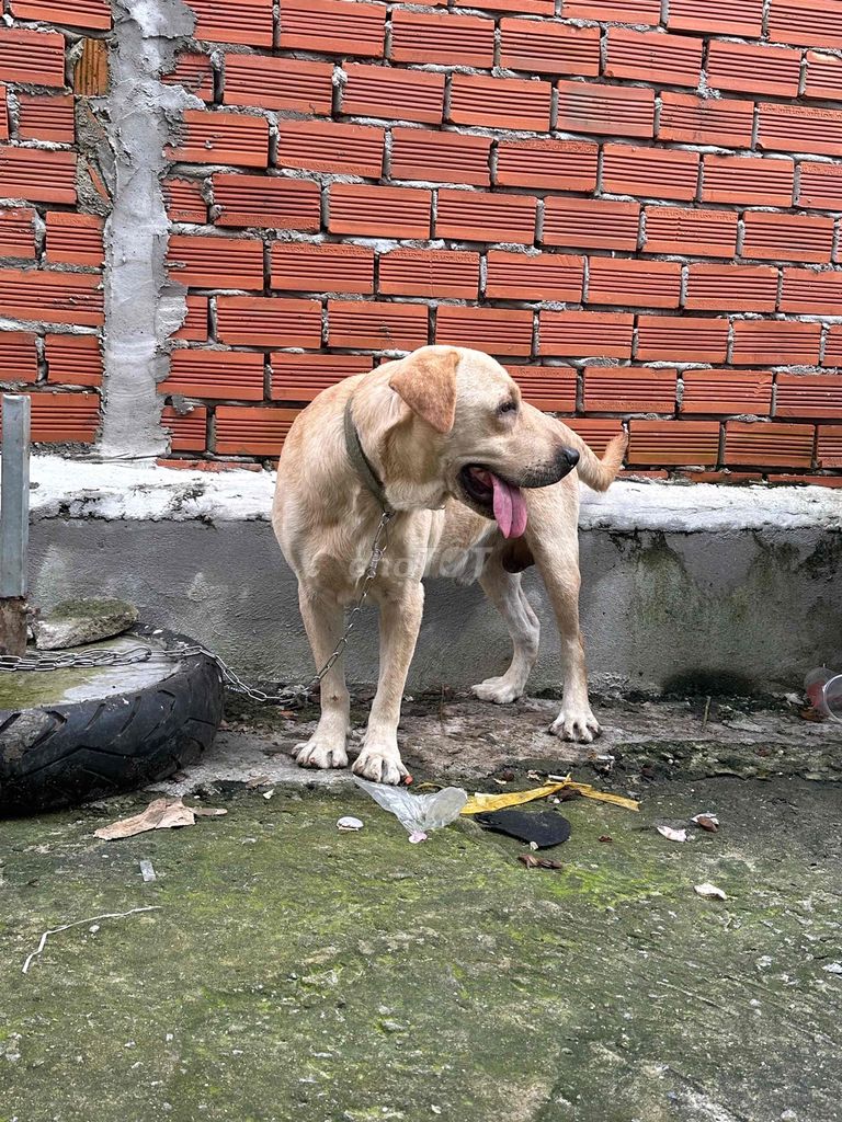 Tìm chủ mới. Mua bán Chó tại Huyện Bàu Bàng Bình Dương được đăng bởi Lương Hoàng hình 3