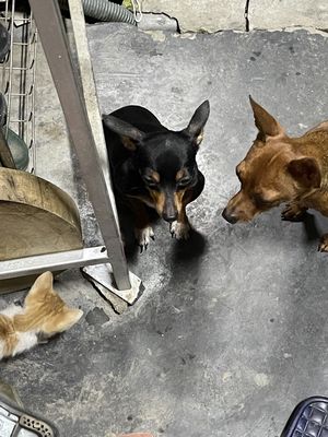 Cần bán chó. Mua bán Chó tại Quận Dương Kinh Hải Phòng được đăng bởi Thiện Lê