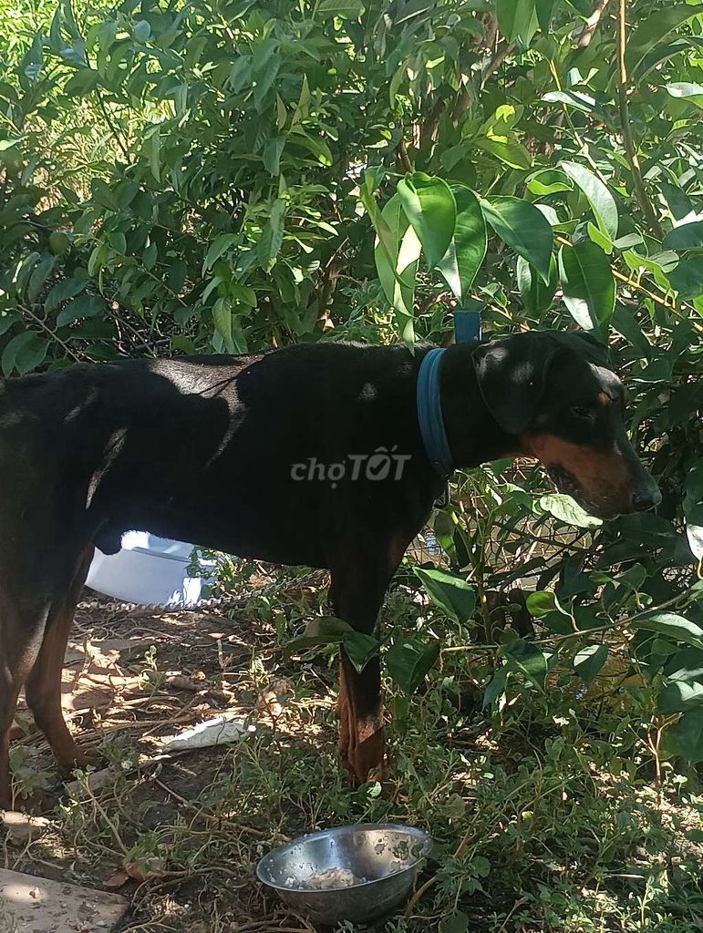 Chó doberman đực. Mua bán Chó tại Quận 6 Tp Hồ Chí Minh được đăng bởi Minh hình 4