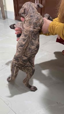 Chó Phú Quốc con vẹm,lưỡi đốm, xoáy lưng. Mua bán Chó tại Quận Liên Chiểu Đà Nẵng được đăng bởi Min Quân