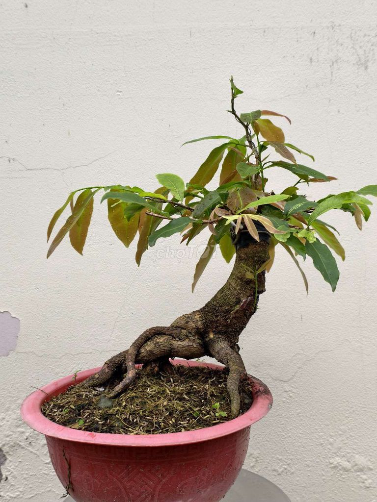 Mai vàng bonsai chậu đỏ đang phát triển tốt. Mua bán Cây cảnh, đồ trang trí tại Thành phố Bến Tre Bến Tre được đăng bởi Triệu Tuấn Minh hình 1