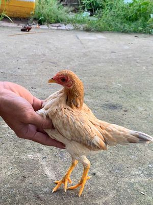 Ga tre bat coc. Mua bán Gà tại Huyện An Biên Kiên Giang được đăng bởi gà rừng 
