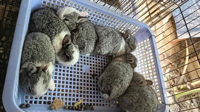 Thỏ Hà Lan Lùn thuần chủng nuôi không lớn. Mua bán Thú cưng khác tại Thành phố Thủ Đức Tp Hồ Chí Minh được đăng bởi Pets Crush Sài Gòn 