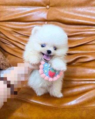 Chó Phốc Sóc gấu teacup siêu cute (hình thật)