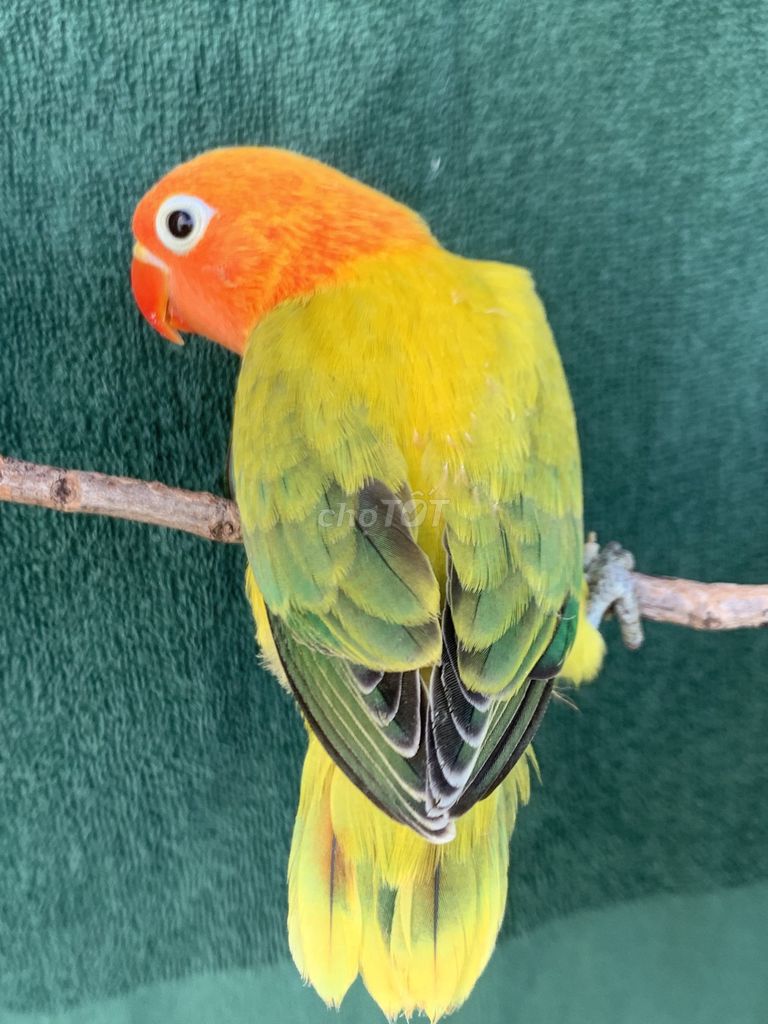 Vẹt Lovebird mini. Mua bán Chim tại Quận Gò Vấp Tp Hồ Chí Minh được đăng bởi Huynh Anh hình 1