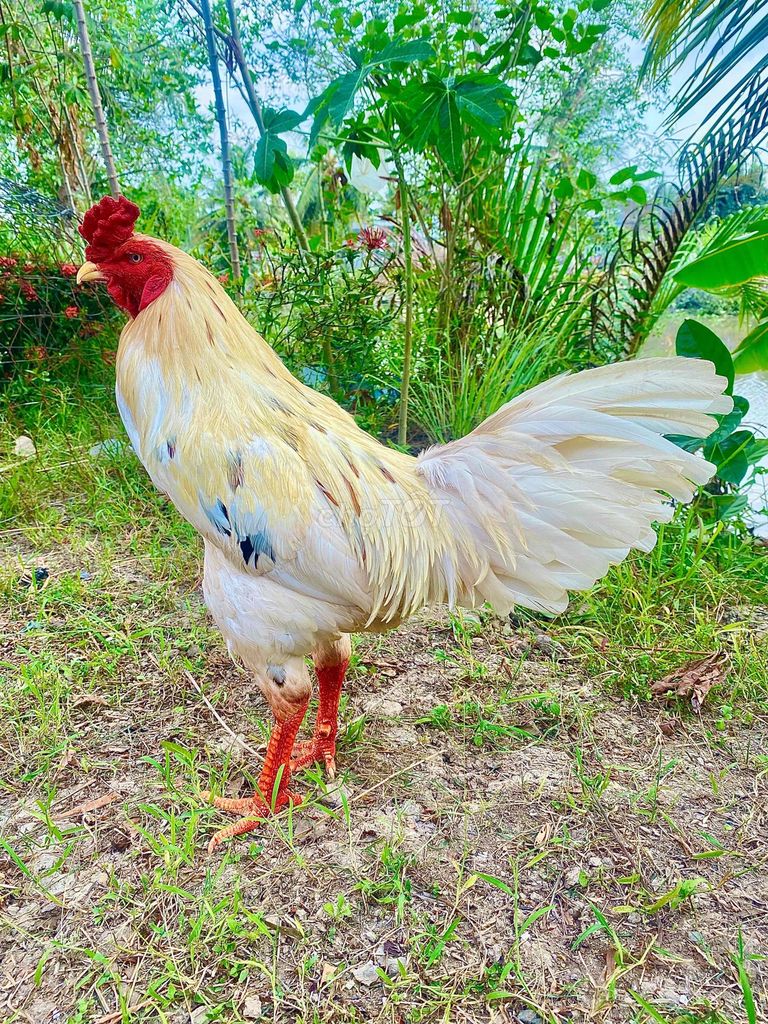 🍀bướm asil 3kg tốc độ. Mua bán Gà tại Huyện Kế Sách Sóc Trăng được đăng bởi TRẠI GÀ TẤN PHÁT 68 hình 1
