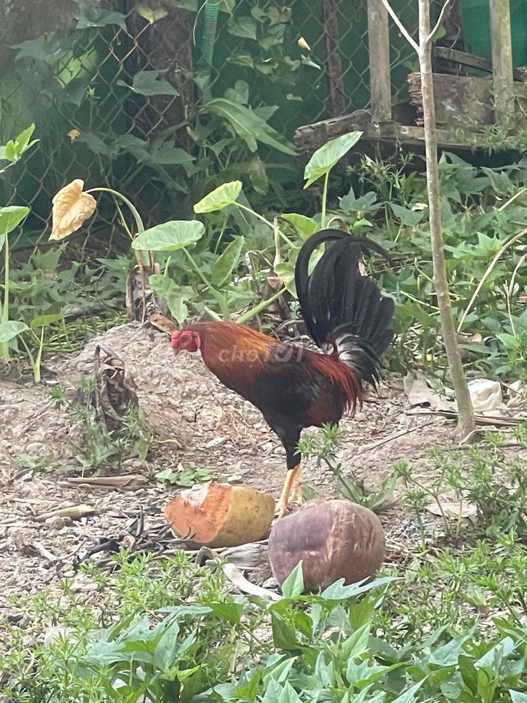 gà f1. Mua bán Gà tại Huyện Châu Thành Sóc Trăng được đăng bởi Ông Nhà hình 1