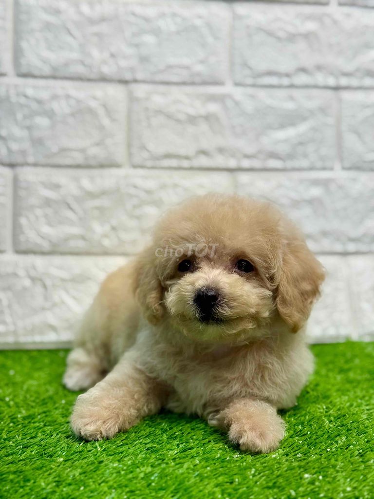 Nhà Có 8 em poodle Đợi Sen