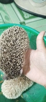 Bán 3 em nhím 1 đực 2 cái - 200 cành/1 bé. Mua bán Thú cưng khác tại Huyện Củ Chi Tp Hồ Chí Minh được đăng bởi Hoàng yến