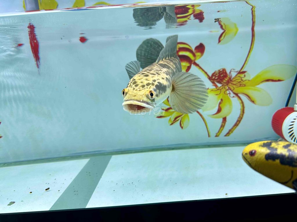 Thanh Lý Cá Lóc Cảnh Yellow Surat Thani size 36