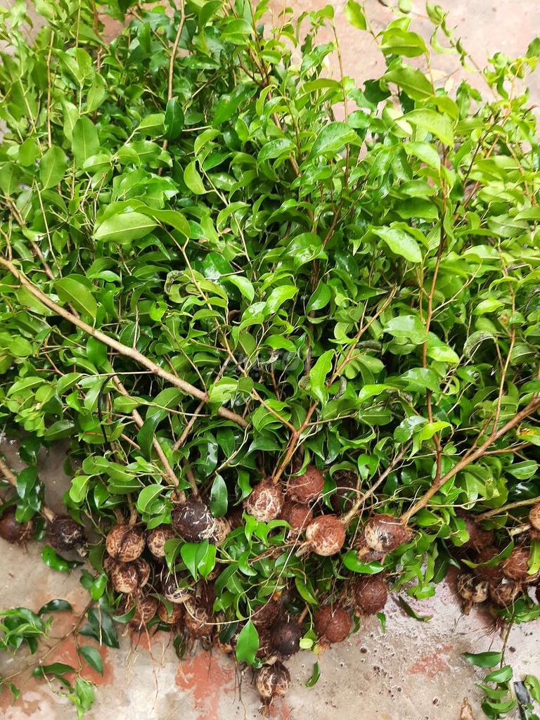 Combo 10 cành  sanh Nam Điền chiết. Mua bán Cây cảnh, đồ trang trí tại Thành phố Cẩm Phả Quảng Ninh được đăng bởi Khang Tan hình 1