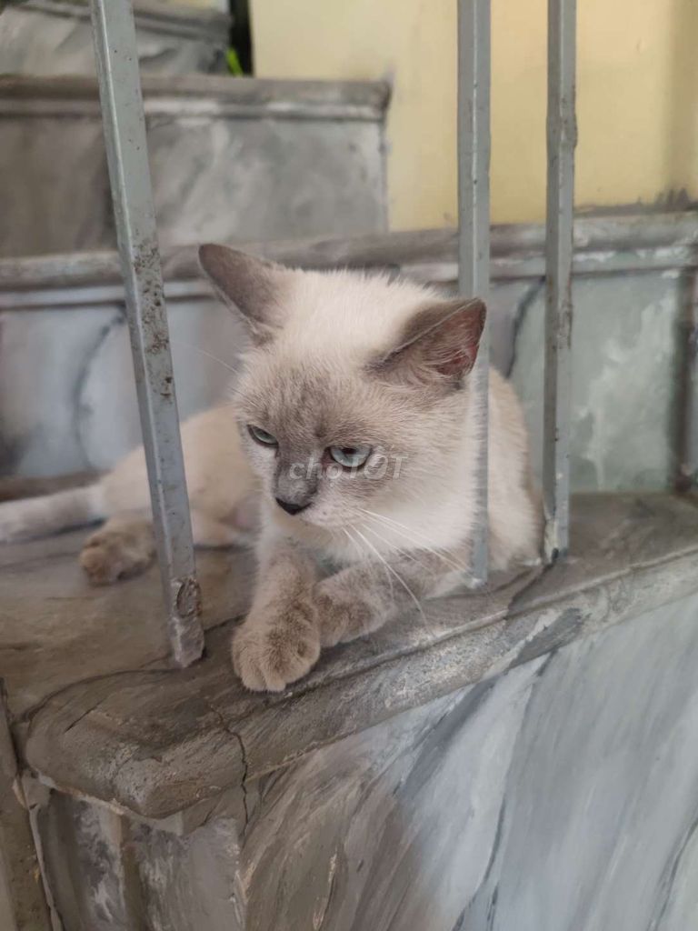 Mèo Xiêm Cái Trắng xám Hiền lành, quấn chủ. Mua bán Mèo tại Huyện Hoài Đức Hà Nội được đăng bởi tony việt hình 1