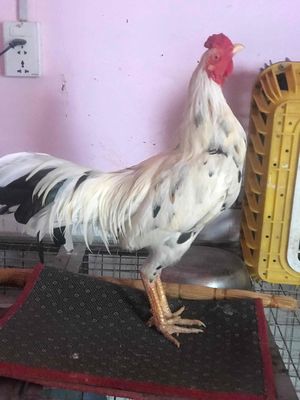 Gà Bướm 3kg. Mua bán Gà tại Thành phố Thủ Đức Tp Hồ Chí Minh được đăng bởi Chí Thiện