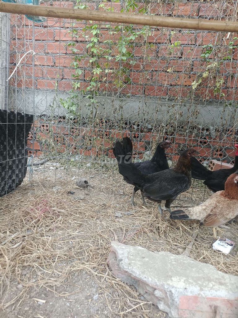 gà mái trại ra ae cần nt qua chợ tốt e  ha. Mua bán Gà tại Huyện Thoại Sơn An Giang được đăng bởi Nguyễn Vĩnh hình 1