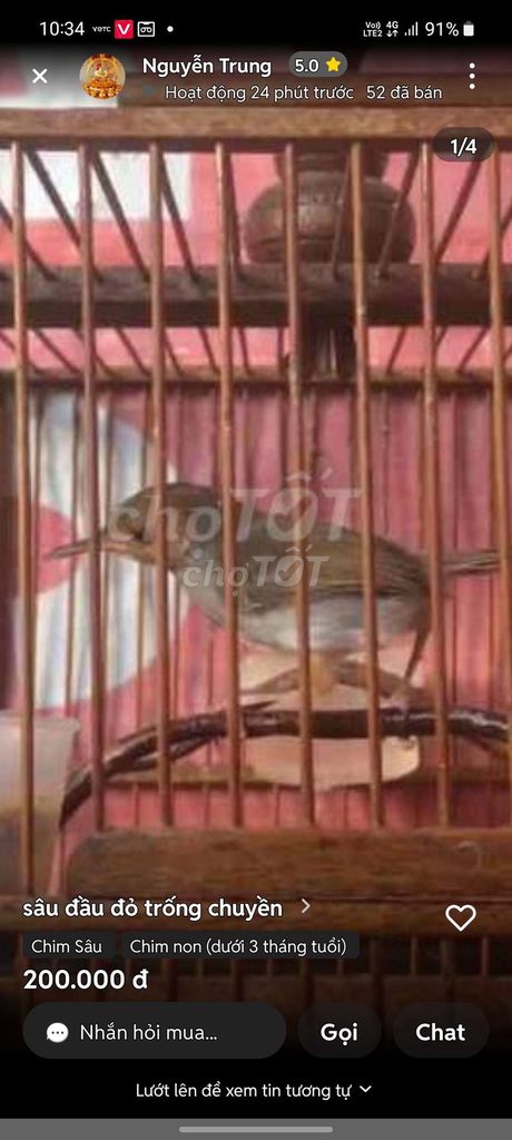 Chim sâu đầu đỏ . trống .mái  đả bk ăn cám hạt . Mua bán Chim tại Thành phố Thủ Dầu Một Bình Dương được đăng bởi Hung hình 1