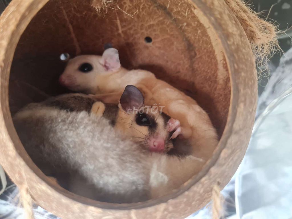 cặp Sóc bay mặt trắng, leucy. Mua bán Thú cưng khác tại Quận Liên Chiểu Đà Nẵng được đăng bởi Kin Lee hình 1