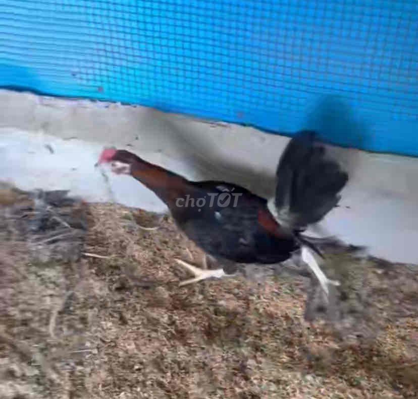 Gà Kelso 3.5 tháng. Mua bán Gà tại Huyện Nhà Bè Tp Hồ Chí Minh được đăng bởi Nguyễn Văn Thành hình 1