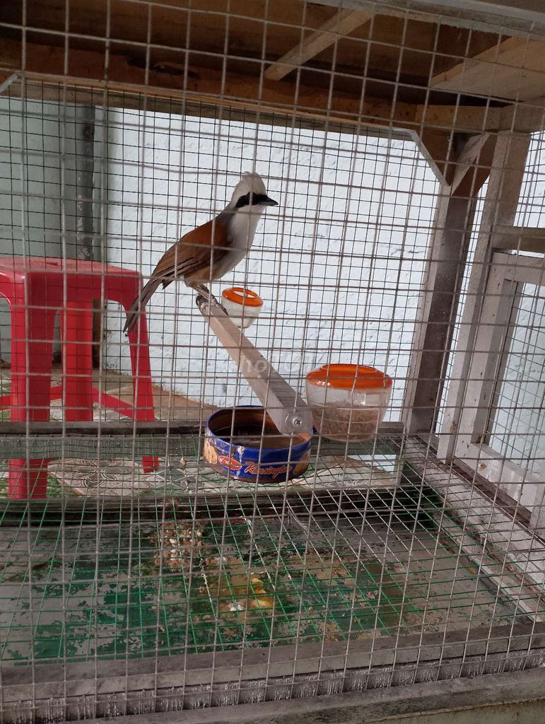 cần ra đi em khướu đầu bạc cho ai cần, dạn người. Mua bán Chim tại Thành phố Buôn Ma Thuột Đắk Lắk được đăng bởi xuân nguyễn hình 1