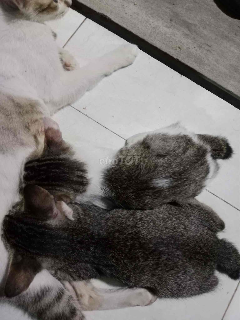Mèo Đa sắc. Mua bán Mèo tại Quận Bình Thạnh Tp Hồ Chí Minh được đăng bởi Vương Nguyễn Trâm Anh hình 1