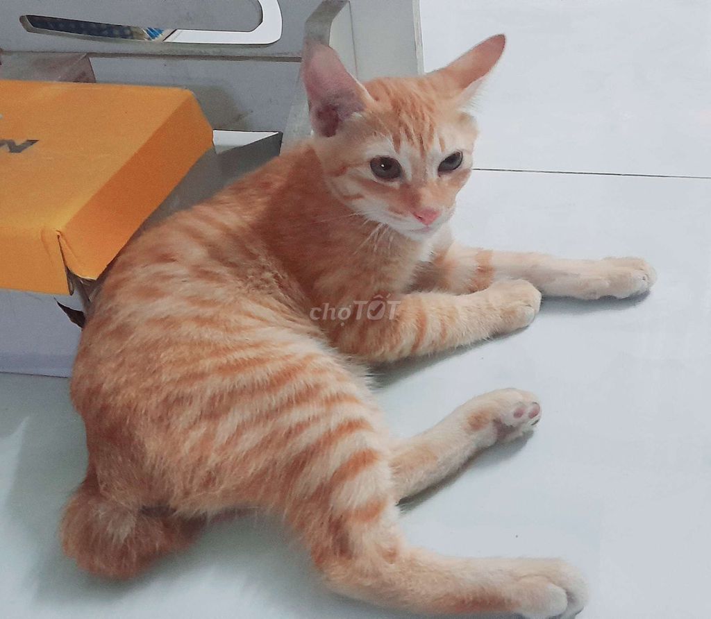 Tìm chủ cho mèo con