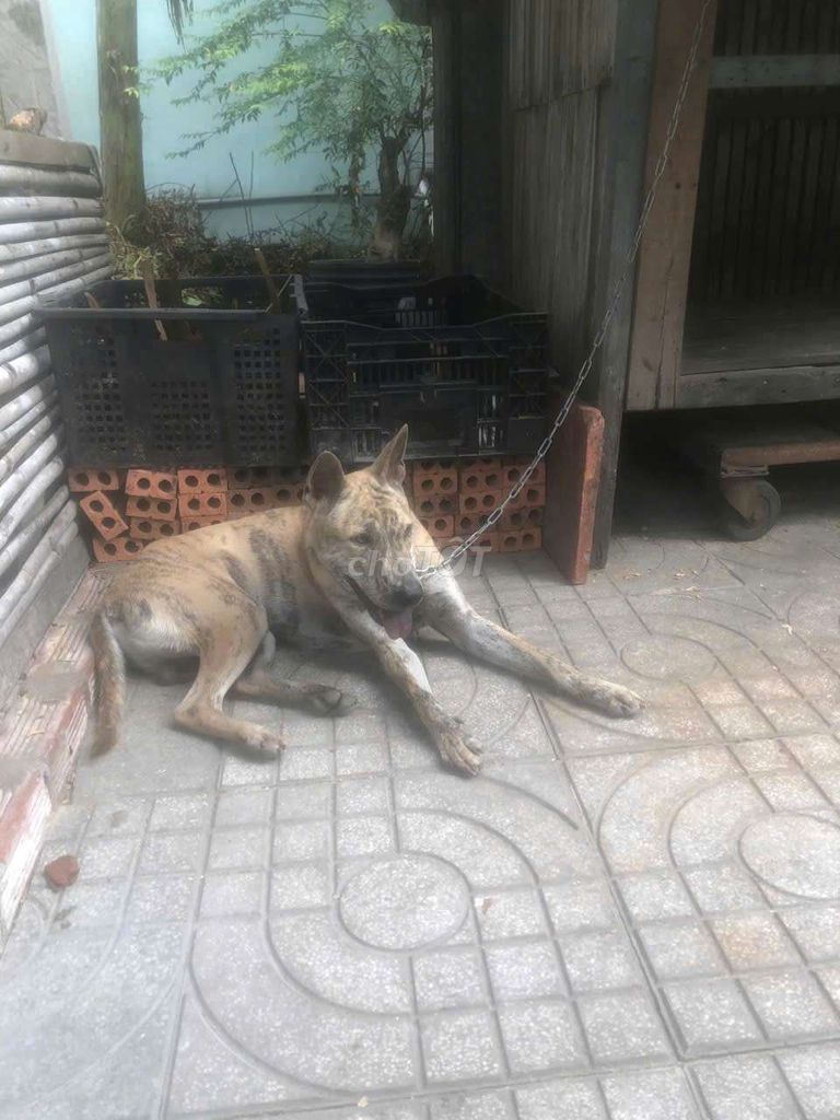 Chó phú quốc Vện sáng đực 1 tuổi. Mua bán Chó tại Huyện Củ Chi Tp Hồ Chí Minh được đăng bởi Thúy hình 1
