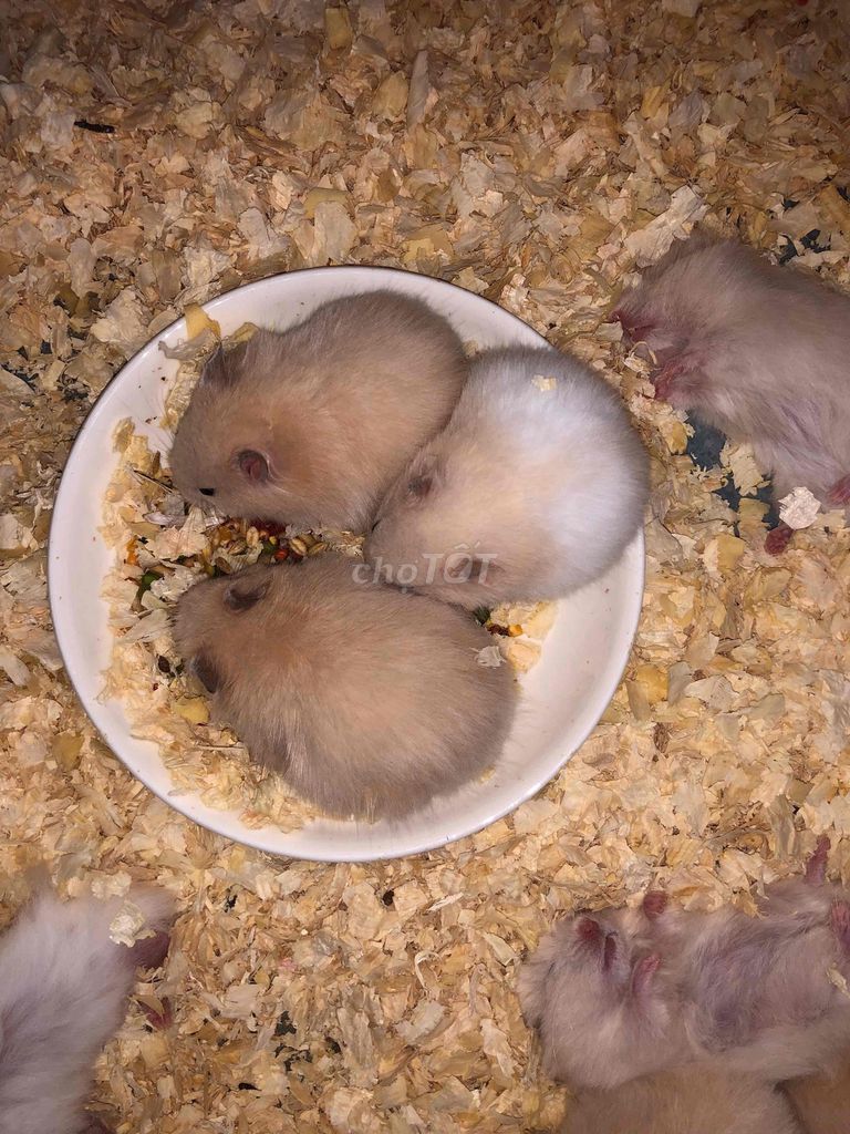 Chuột Hamster Bear xù mơ trắng 1 tháng 3 tuần. Mua bán Thú cưng khác tại Quận Bình Tân Tp Hồ Chí Minh được đăng bởi Ở trọ bày đặt bán chụtt hình 1