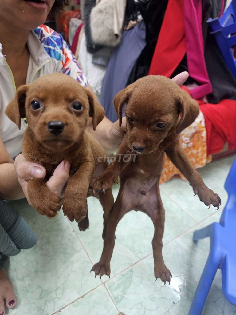Chó Phốc hươu nâu 2 tháng tuổi. Mua bán Chó tại Quận Tây Hồ Hà Nội được đăng bởi Ngọc Hưng hình 1