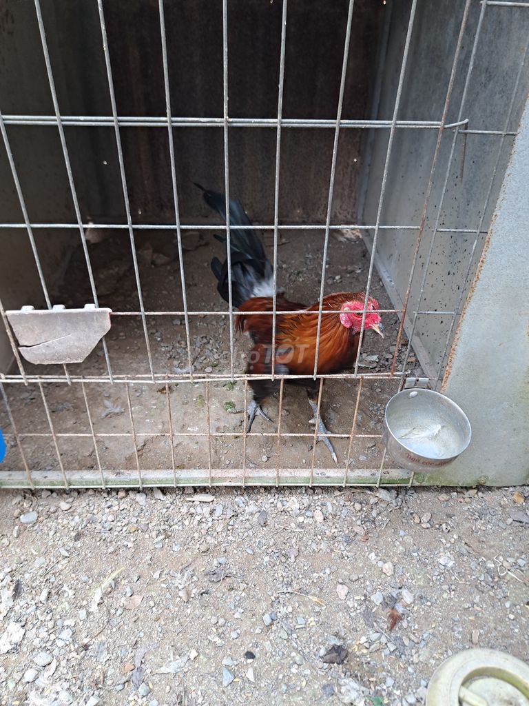 Gà tre. Mua bán Gà tại Huyện Trảng Bom Đồng Nai được đăng bởi Trieu hình 1