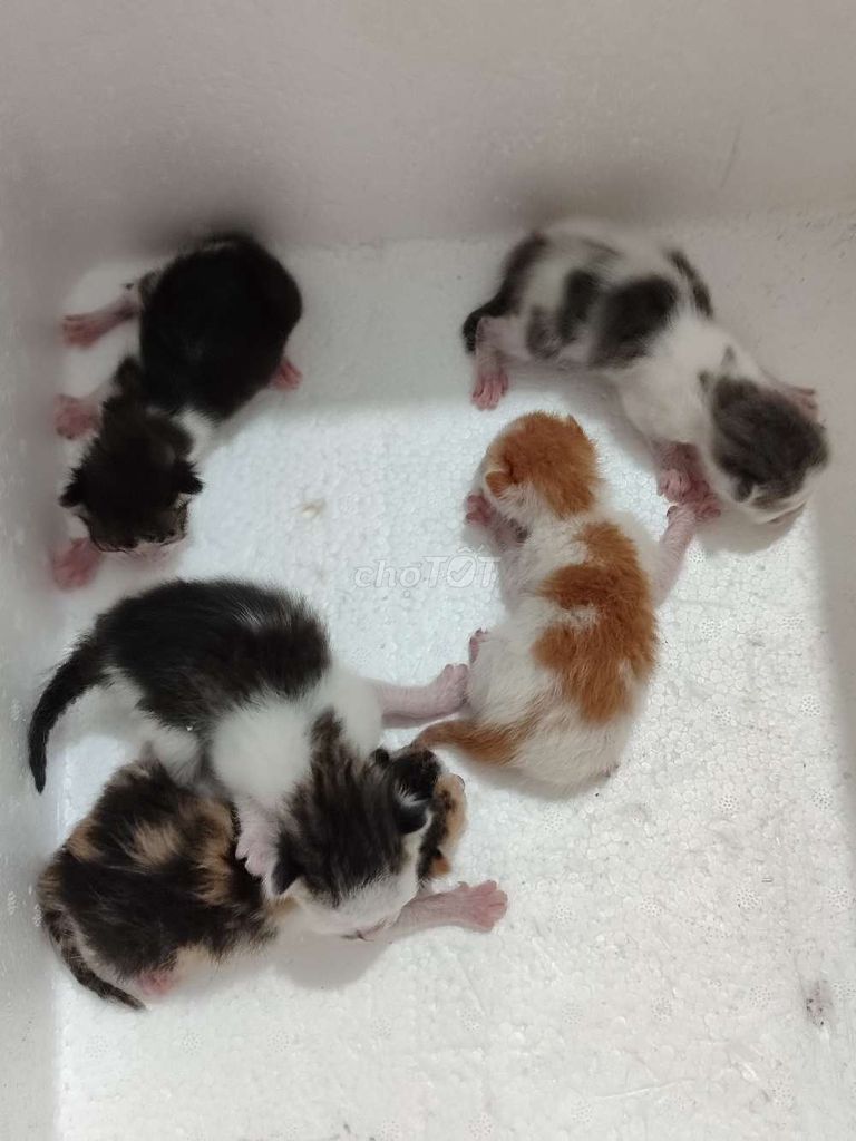 Mèo con nhiều màu đốm xám 1 tuần 3 tháng. Mua bán Mèo tại Quận Bình Thuỷ Cần Thơ được đăng bởi Cát Tường hình 1