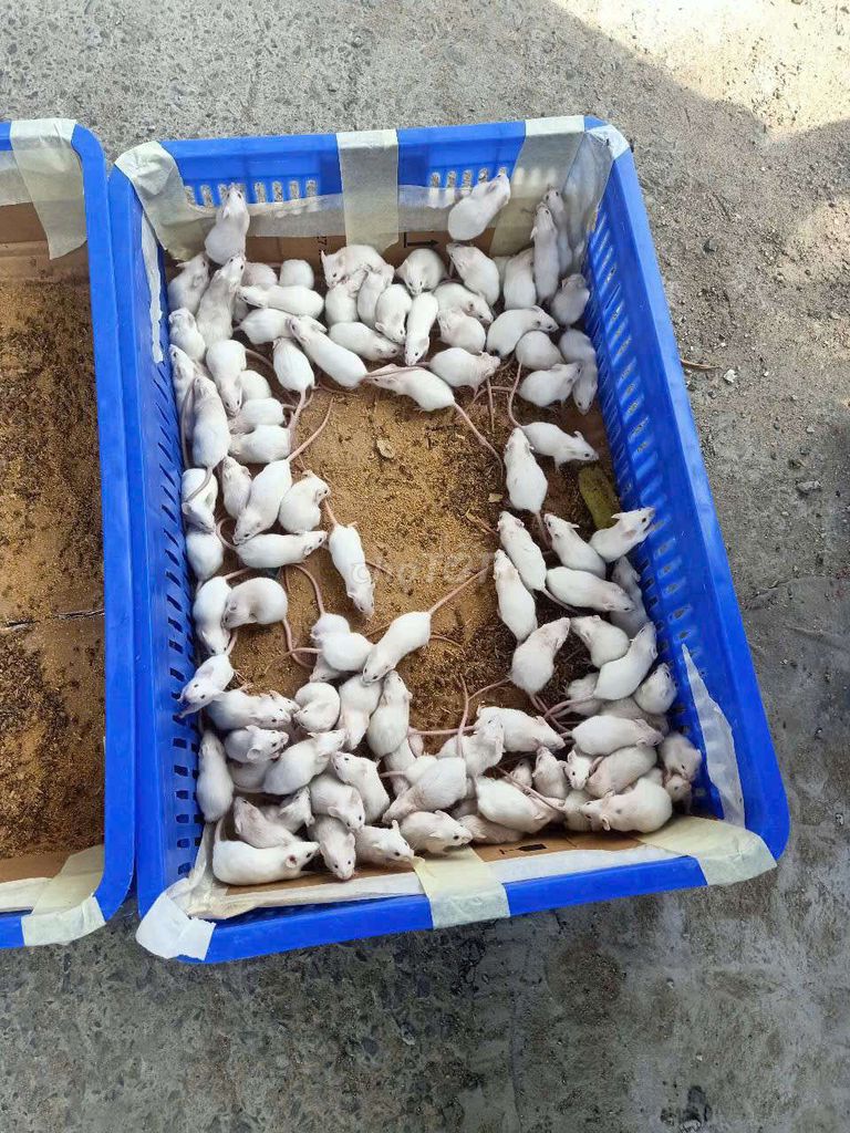 Chuột bạch . Mua bán Thú cưng khác tại Quận Bình Thạnh Tp Hồ Chí Minh được đăng bởi VIET THANG hình 1