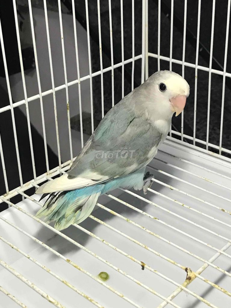 VẸT LOVEBIRD