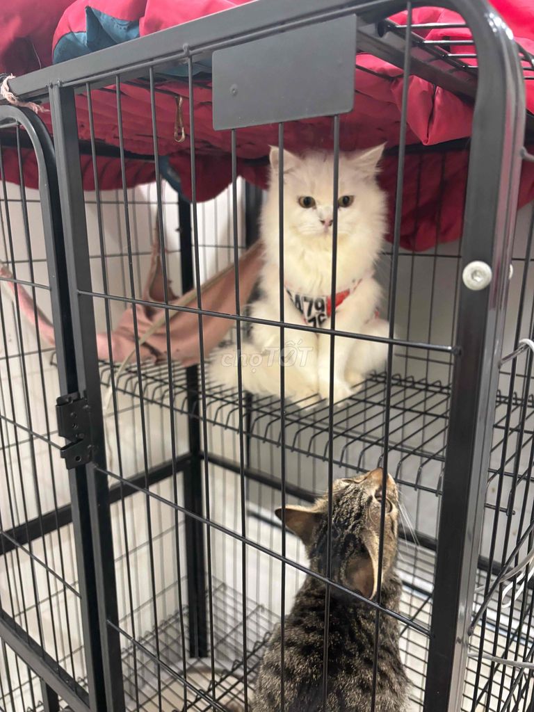 Chuồng mèo kim loại 3 tầng Đen. Mua bán Phụ kiện, Thức ăn, Dịch vụ tại Thành phố Thủ Đức Tp Hồ Chí Minh được đăng bởi Trương Tuyền hình 1