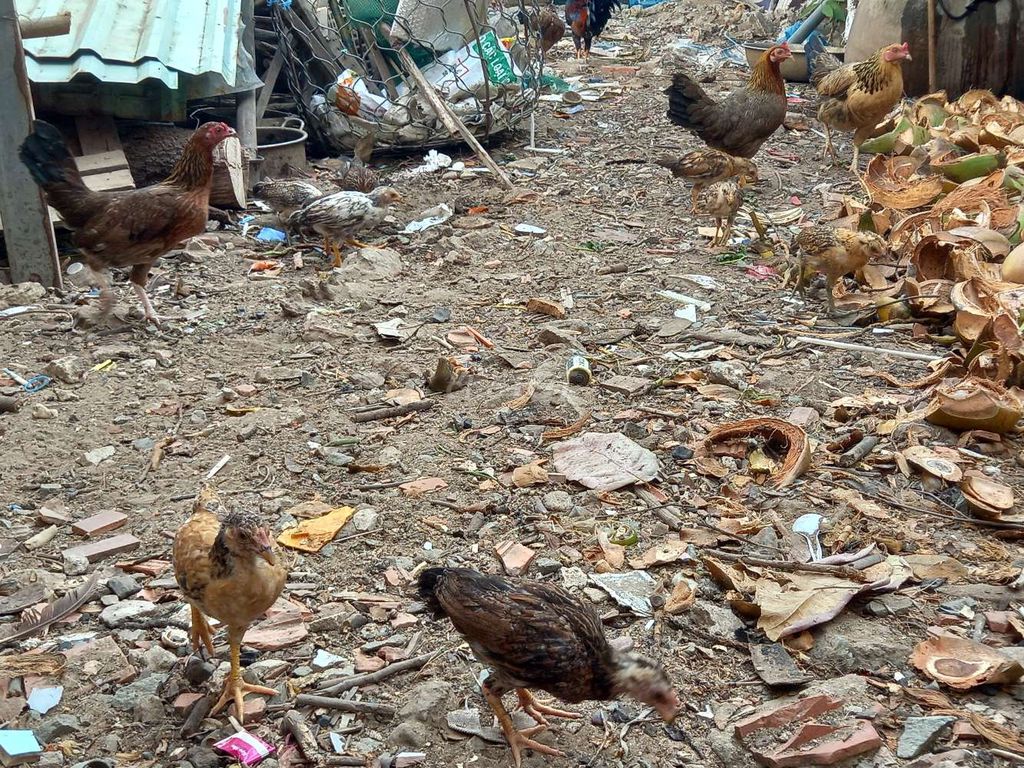 Gà tre con siu trống mái 2 tháng. Mua bán Gà tại Quận 7 Tp Hồ Chí Minh được đăng bởi  Hoàng Hải Nguyên  hình 1