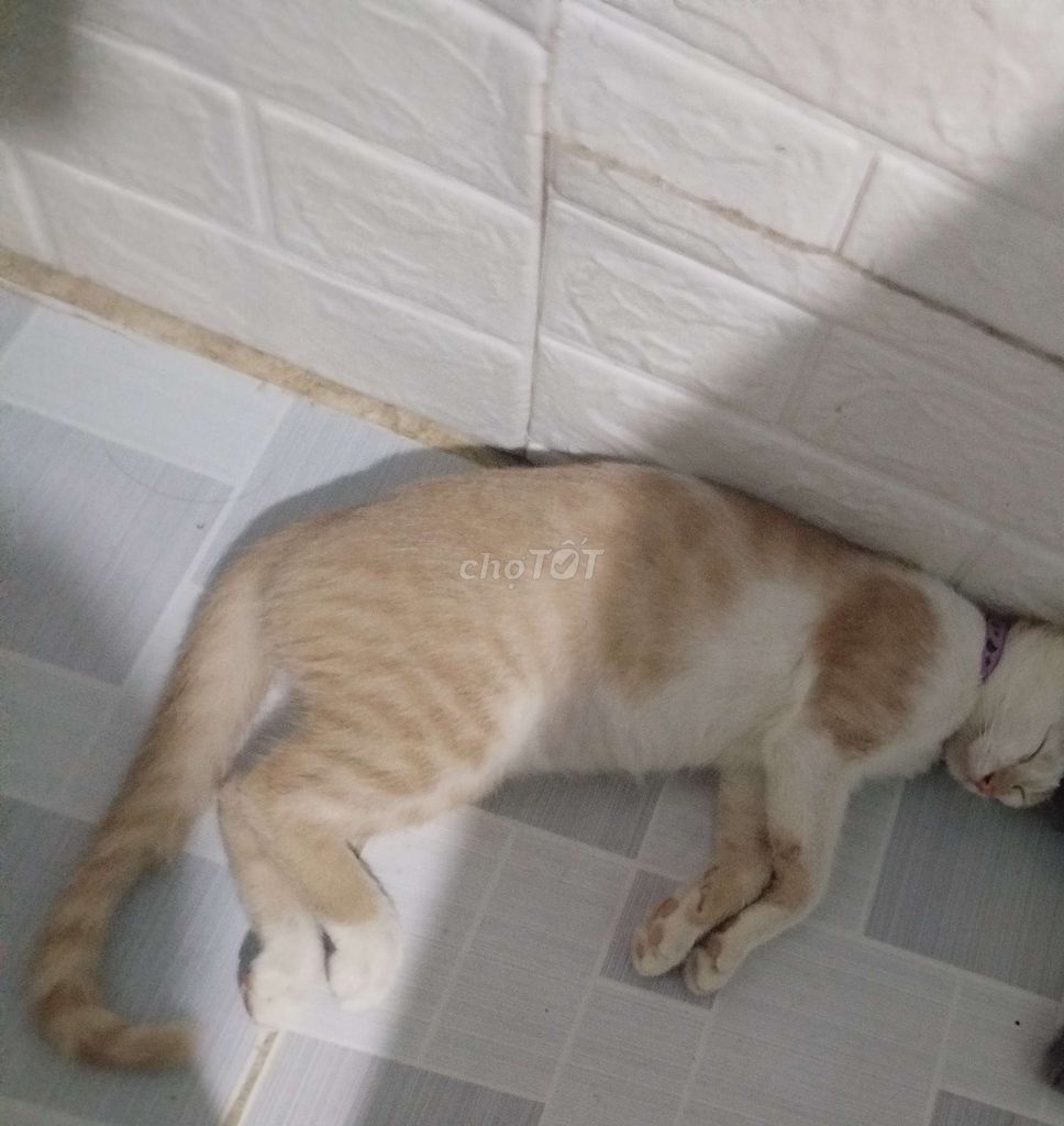 Mèo Vàng trắng 4 tháng. Mua bán Mèo tại Huyện Nhơn Trạch Đồng Nai được đăng bởi Nguyễn Phước Khang hình 1