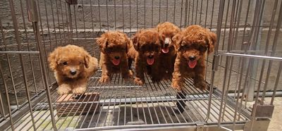 Chó Poodle con 5 bé nhà đẻ đực cái có đủ