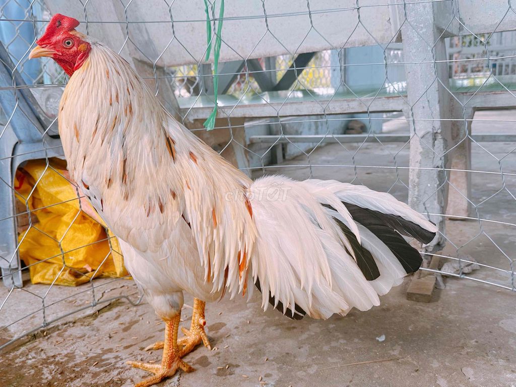 Gà Trắng Đực. Mua bán Gà tại Huyện Châu Phú An Giang được đăng bởi Trọng Phú hình 1