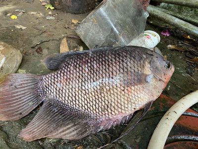 Cá tươi sống 1.5kg, giao nội ô. Mua bán Đồ ăn, thực phẩm và các loại khác tại Thành phố Sóc Trăng Sóc Trăng được đăng bởi Truong